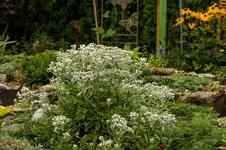 Stg 14-08-03-3122.webp