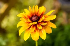 3114.webp