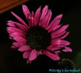E. Fatal Attraction.webp