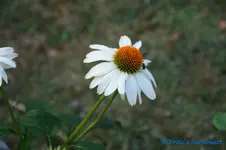 E. Albus Kompakt.webp