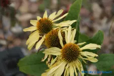 E. Chiquita.webp