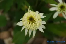 E. Coconut Lime (2).webp