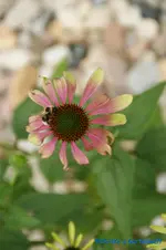 E. Green Envy.webp