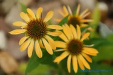 E. Harvest Moon.webp