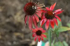 E. Hot Summer.webp