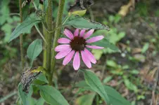 E. Magnus.webp