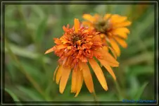 E. Marmelade.webp