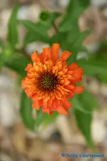 E. Secret Lust.webp
