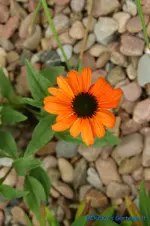 E. Tangerine Dream.webp