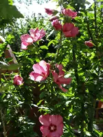 147.webp