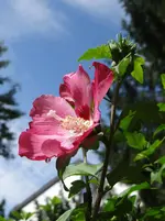 148.webp