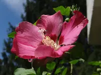 149.webp
