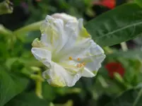 151.webp