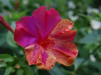 152.webp