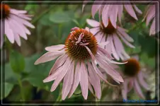 comp_DSC02130.webp