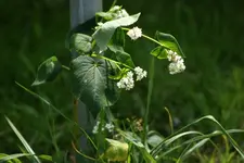 Aus Vogelfutte unbekannt.webp