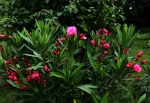 Oleander.webp