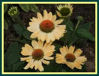 005.webp