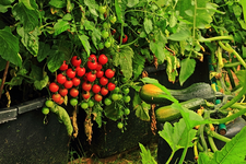 Rispentomaten und Zucchini_Gemüse_reifen_640.webp