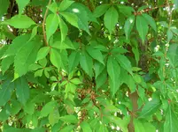 CIMG8398.webp
