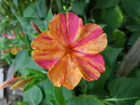 CIMG8404.webp