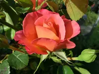 CIMG8407.webp
