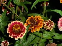 CIMG8413.webp