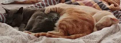 Drei Kater 140810.webp