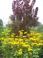 011.webp