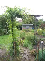Blauregen.webp