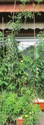IMG_0886_zugeschn.webp