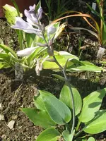 007_576x768.webp