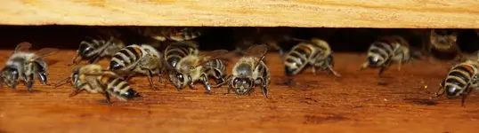 Bienchen (2).webp