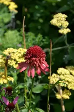 DSC_2264.webp