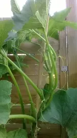 Kletterzucchini 1.webp
