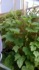 Kletterzucchini.webp
