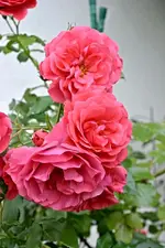 DSC_2268.webp