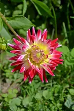 DSC_2263.webp