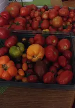 Tomaten.webp