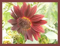 164.webp