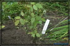 comp_DSC02148.webp