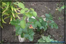 comp_DSC02149.webp