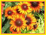 170.webp