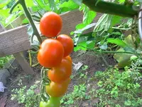 hutzuz 054.webp