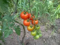 Tomate - KK Cherry.webp