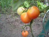 Tomate - KK Fantasy.webp