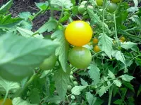 Tomate - Mexikanische Wildtomate.webp