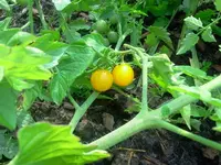 Tomate - Mexikanische Miniwildtomate.webp