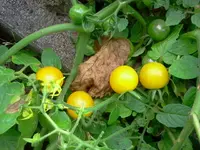 Tomate - Hundreds & Thousands Gelb.webp