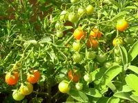 Tomate - Hundreds  & Thousands Rot 1.webp